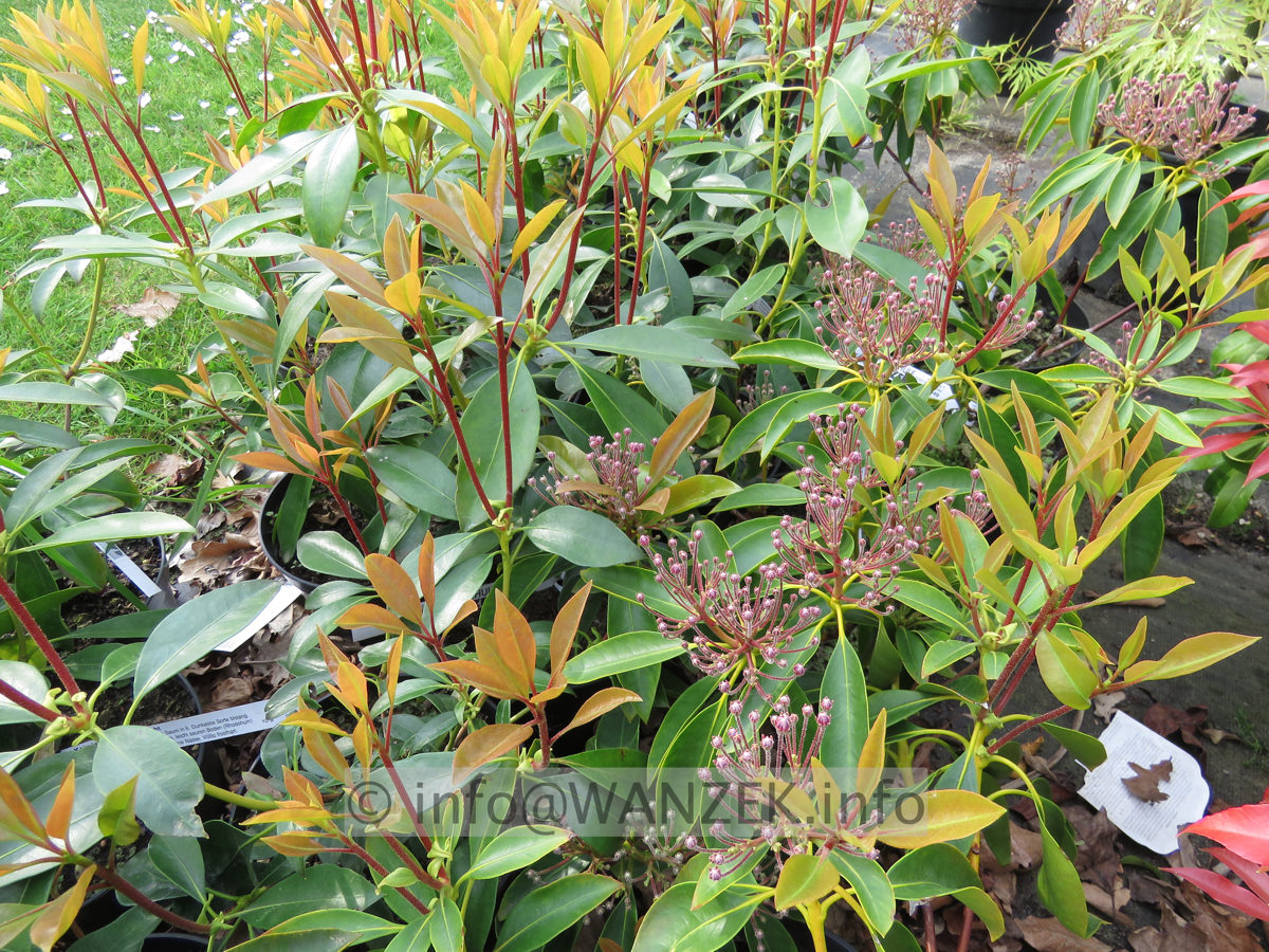 Kalmia latifolia Mitternacht  knospige Bluete 02.JPG